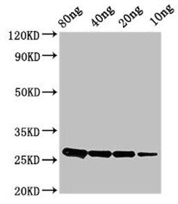 Western Blot. Positive WB detected in Recombinant protein. All lanes: ptsH antibody at 2.8µg/ml. Secondary. Goat polyclonal to rabbit IgG at 1/50000 dilution. Predicted band size: 26 kDa. Observed band size: 26 kDa