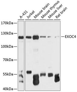 Western blot - EXOC4 antibody (A12374)