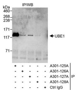 Detection of human UBE1 by western blot of immunoprecipitates.