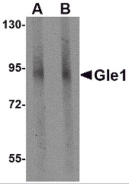 Western blot analysis of Gle1 in mouse brain tissue lysate with Gle1 antibody at (A) 1 and (B) 2 μg/mL.