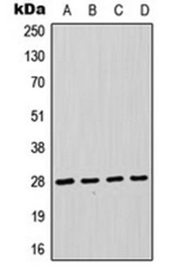 Western blot analysis of HeLa (Lane 1), Jurkat (Lane 2), THP1 (Lane 3), A431 (Lane 4) whole cell lysates using FADD antibody