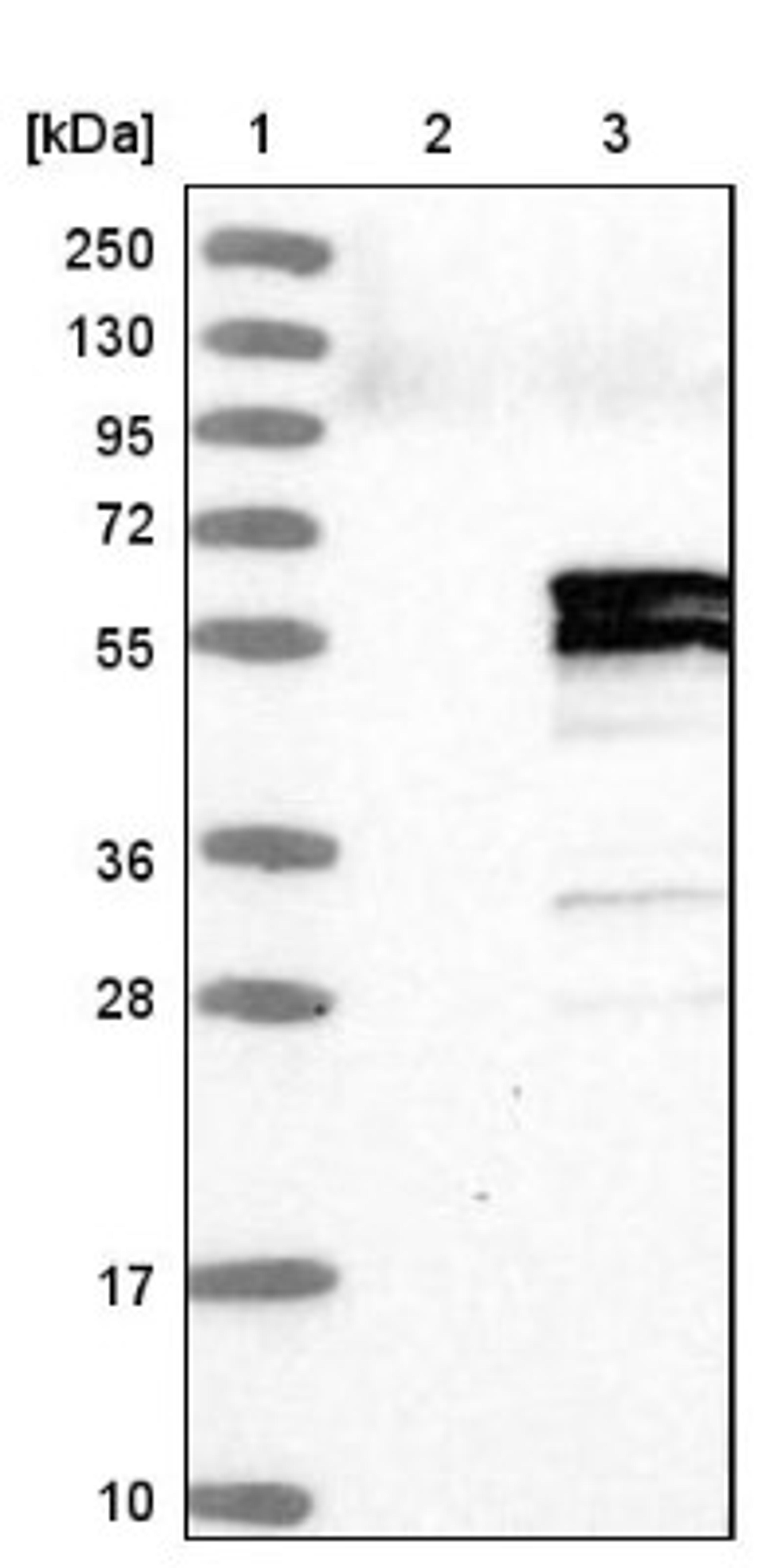 Western Blot: PIK3R3 Antibody [NBP1-87366] - Lane 1: Marker [kDa] 250, 130, 95, 72, 55, 36, 28, 17, 10<br/>Lane 2: Negative control (vector only transfected HEK293T lysate)<br/>Lane 3: Over-expression lysate (Co-expressed with a C-terminal myc-DDK tag (~3.1 kDa) in mammalian HEK293T cells, LY401202)