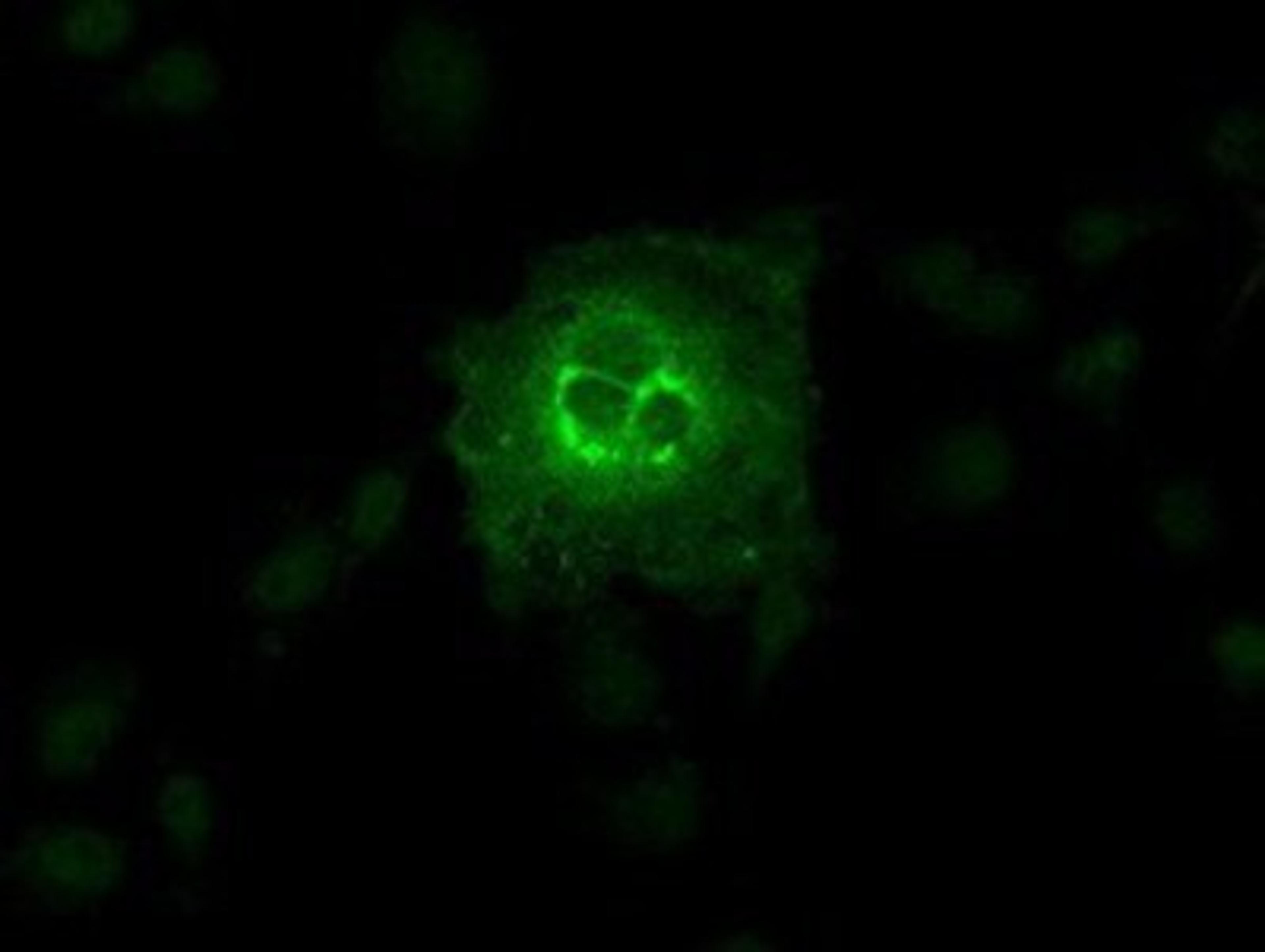 Immunocytochemistry/Immunofluorescence: Glucose Transporter GLUT6 Antibody (7E3) [NBP1-47987] Staining of COS7 cells transiently transfected by pCMV6-ENTRY Glucose Transporter GLUT6.