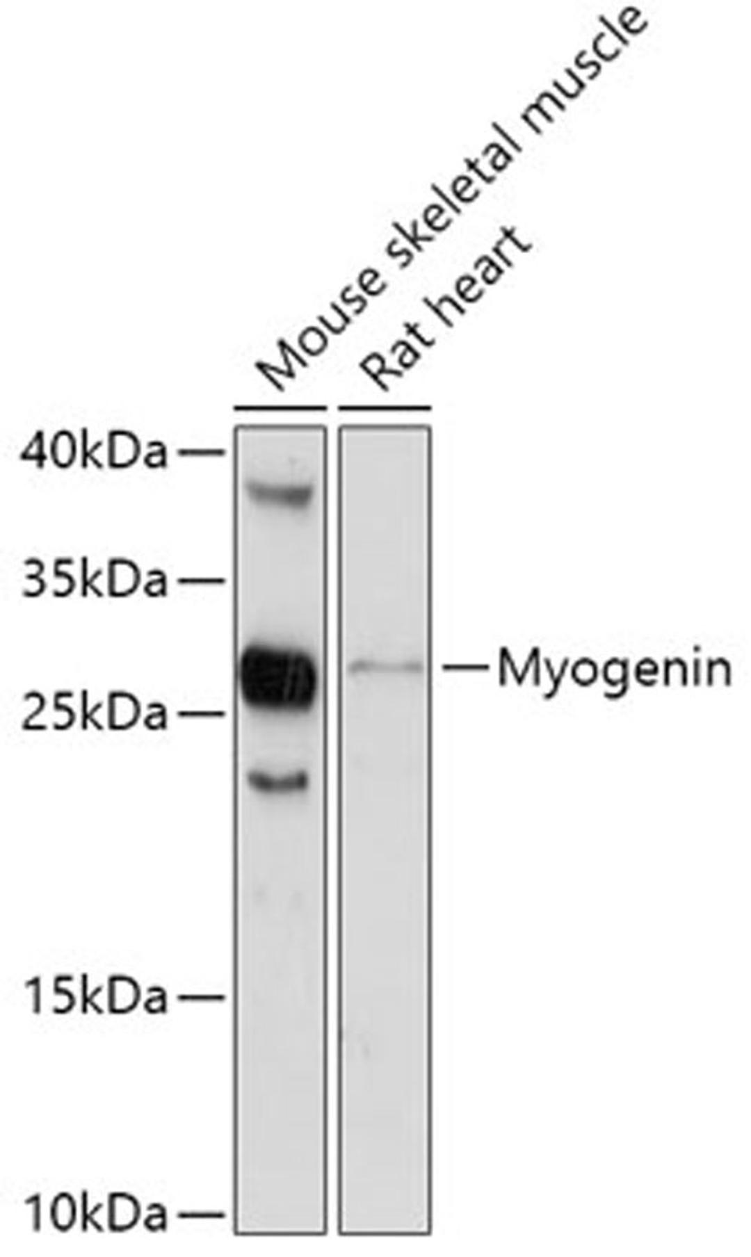 Western blot - MYOG antibody (A6664)