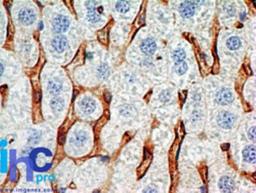 Immunohistochemistry-Paraffin: CD38 Antibody (1G7F4) [NBP2-25250] - Formalin-fixed, paraffin-embedded mouse liver stained with this antibody (5 ug/ml), peroxidase-conjugate and DAB chromogen. Note membrane staining of Kupffer cells (macrophages of the liver).