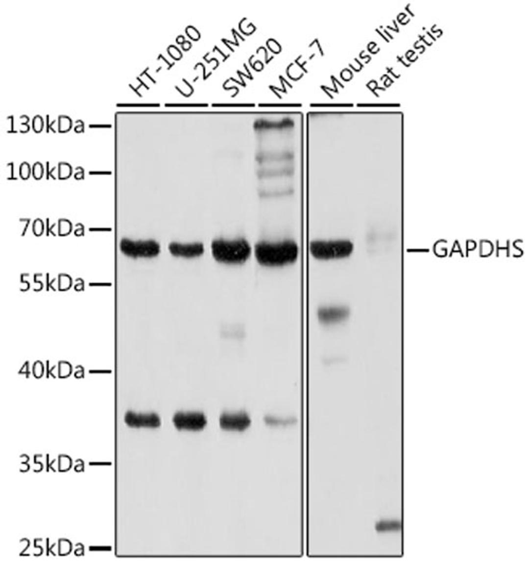 Western blot - GAPDHS antibody (A10471)