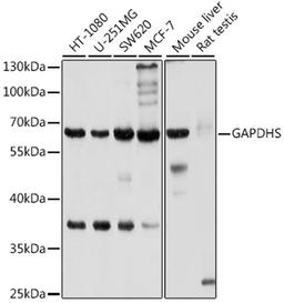 Western blot - GAPDHS antibody (A10471)