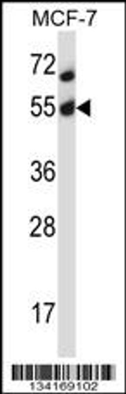 Western blot analysis in MCF-7 cell line lysates (35ug/lane).