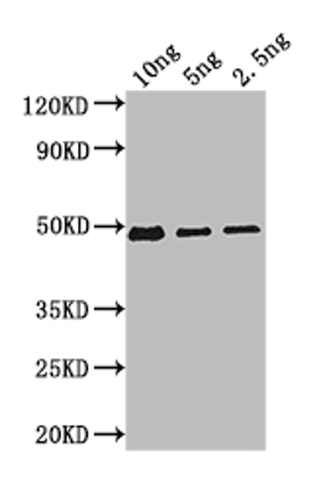 Western Blot. Positive WB detected in: recombinant protein. All lanes: Bifunctional beta-D-glucosidase/beta-D-fucosidase Antibody at 1:1000. Secondary. Goat polyclonal to rabbit IgG at 1/50000 dilution. Predicted band size: 47 kDa. Observed band size: 47 kDa.