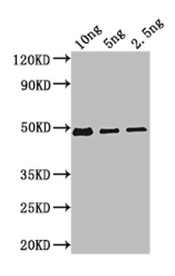 Western Blot. Positive WB detected in: recombinant protein. All lanes: Bifunctional beta-D-glucosidase/beta-D-fucosidase Antibody at 1:1000. Secondary. Goat polyclonal to rabbit IgG at 1/50000 dilution. Predicted band size: 47 kDa. Observed band size: 47 kDa.