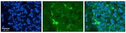 Immunocytochemistry/Immunofluorescence: Peroxiredoxin 2 Antibody [NBP1-54337] - Formalin Fixed Paraffin; Embedded Tissue: Human Pineal Tissue; Observed Staining: Cytoplasmic in cell bodies and processes of pinealocytes; Primary Antibody Concentration: 1:100