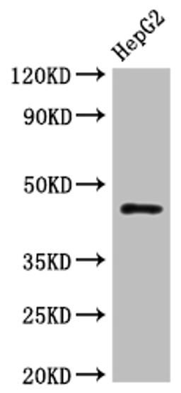 Western Blot. Positive WB detected in: HepG2 whole cell lysate. All lanes: HLA-B antibody at 1:1000. Secondary. Goat polyclonal to rabbit IgG at 1/50000 dilution. Predicted band size: 41 kDa. Observed band size: 45 kDa. 