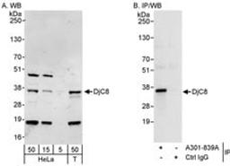 Detection of human DjC8 by western blot and immunoprecipitation.