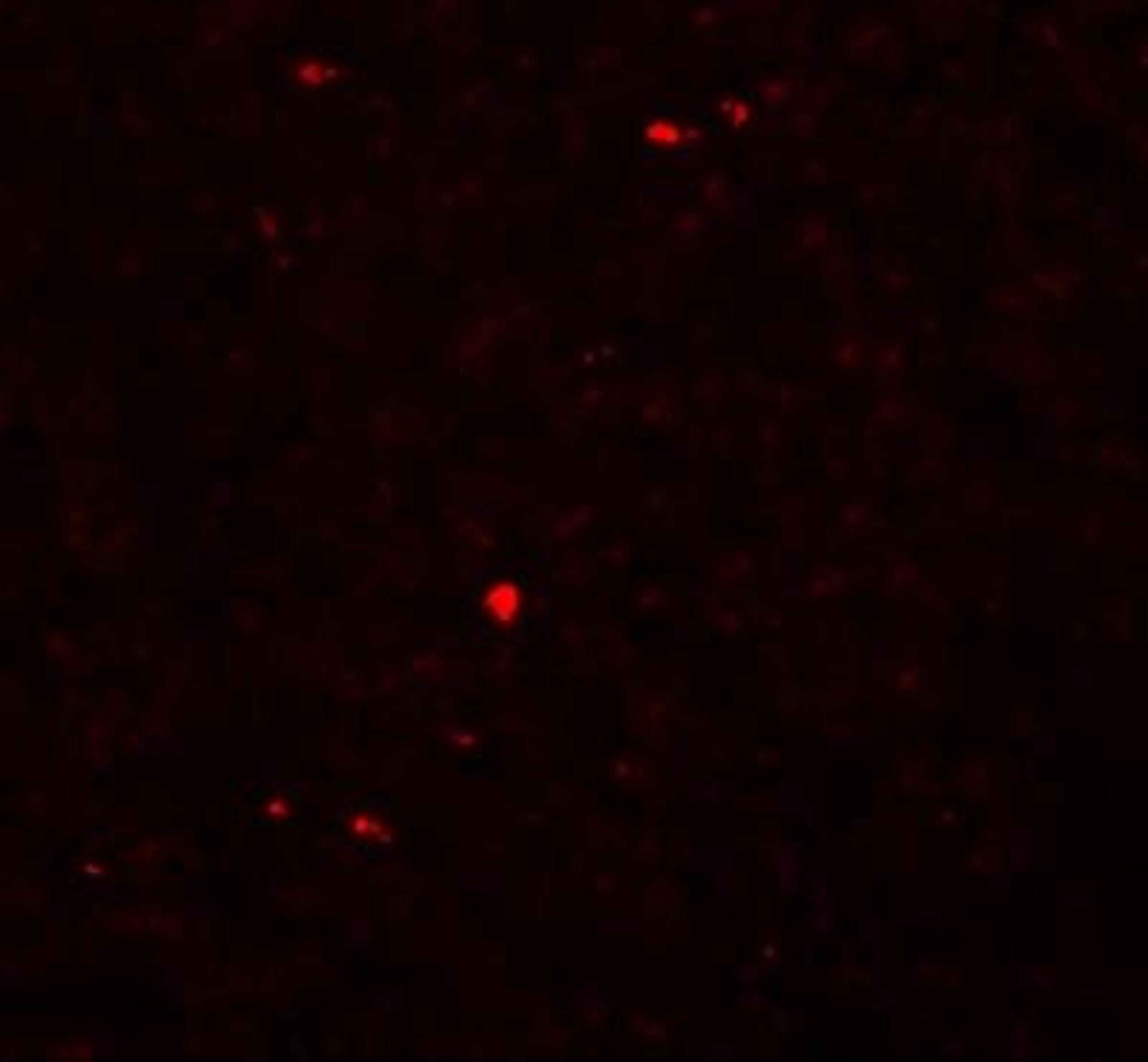 Immunofluorescence: MOX1 Antibody [NBP1-76302] - Immunofluorescence of MOX1 in rat liver tissue with MOX1 antibody at 20 ug/mL.