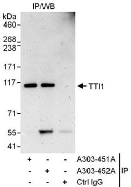 Detection of human TTI1 by western blot of immunoprecipitates.