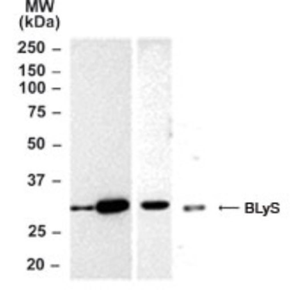 Western Blot: TNFSF13B Antibody [NB100-56310] - Analysis of TNFSF13B in mouse and human lysates using BLyS antibody at 2 ug/ml. Lane A: mouse testis, Lane B: mouse thymus, Lane C: mouse spleen, and Lane D: HL-60 cells (human). I goat anti-rabbit Ig HRP secondary antibody and PicoTect ECL substrate solution were used for this test.