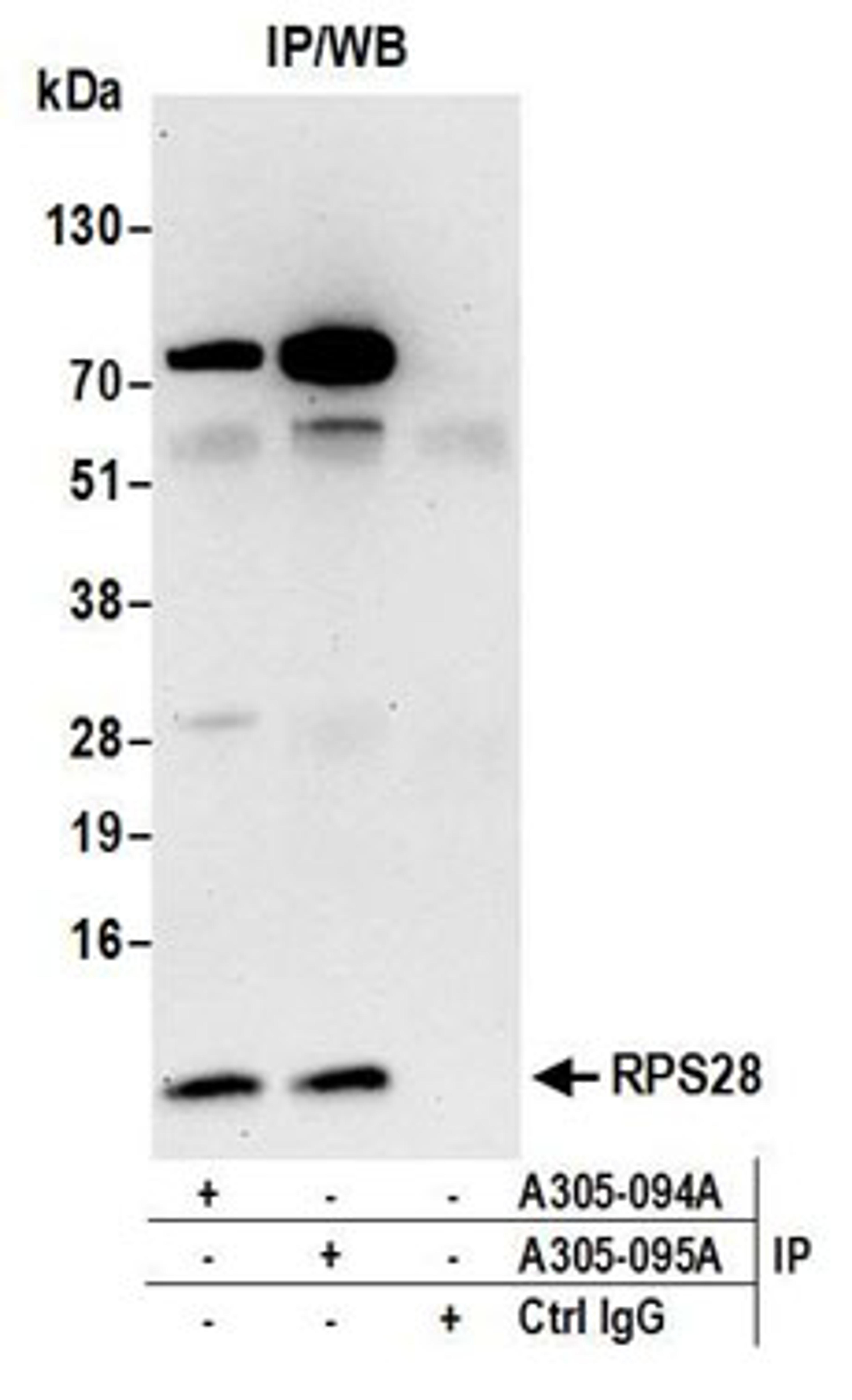 Detection of human RPS28 by western blot of immunoprecipitates.