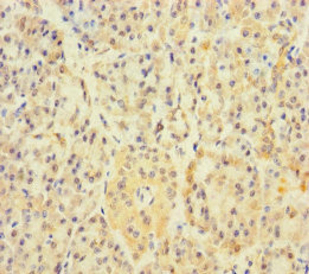 Immunohistochemistry of paraffin-embedded human pancreatic tissue using CSB-PA001949LA01HU at dilution of 1:100