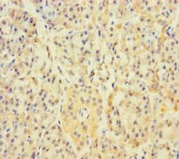 Immunohistochemistry of paraffin-embedded human pancreatic tissue using CSB-PA001949LA01HU at dilution of 1:100