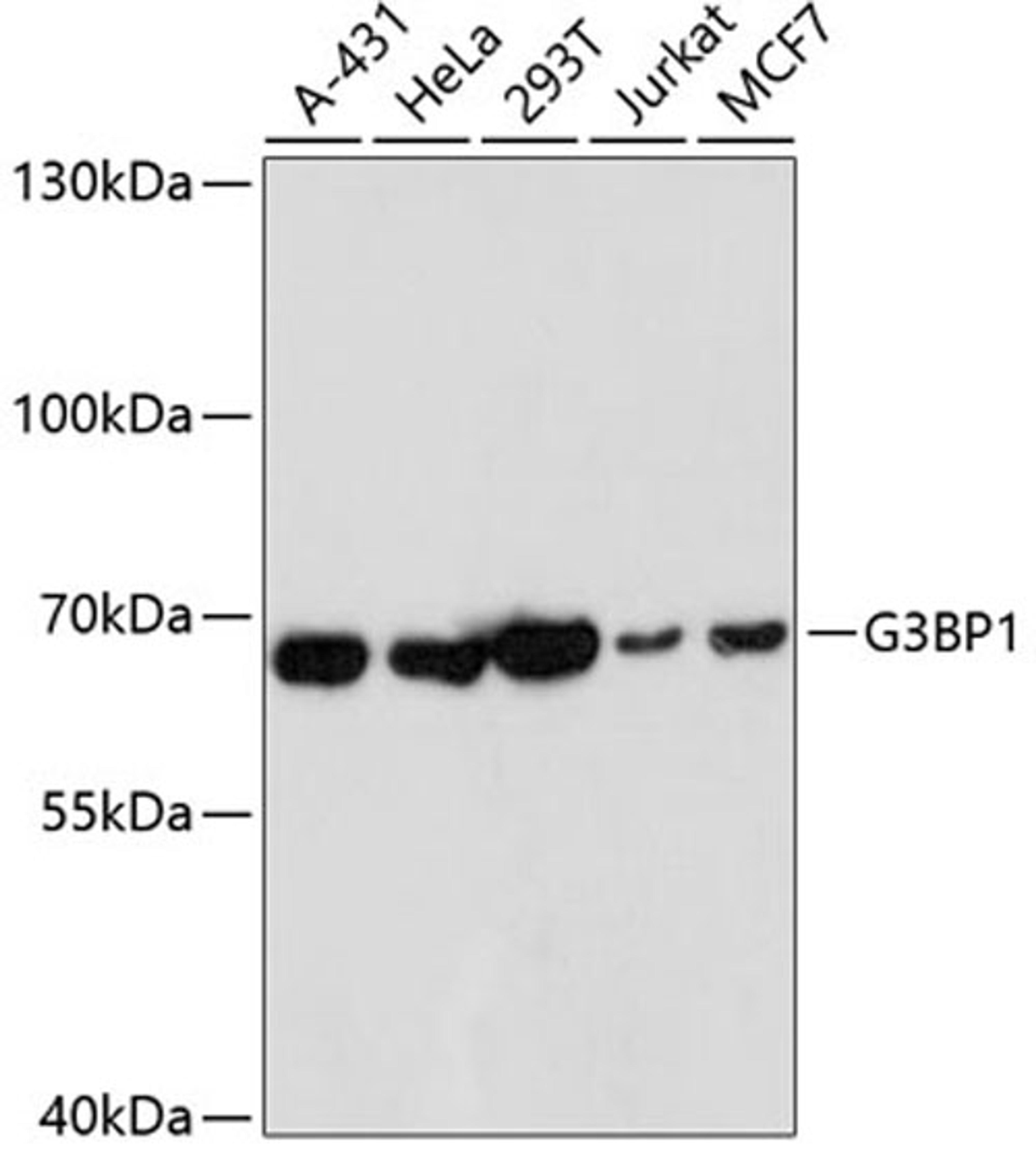 Western blot - G3BP1 antibody (A14836)