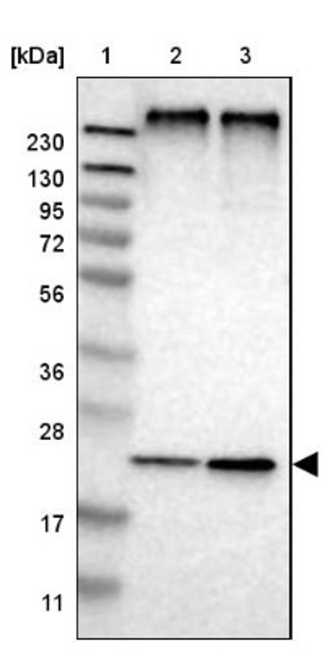 Western Blot: MPDU1 Antibody [NBP1-84570] - Lane 1: Marker [kDa] 230, 130, 95, 72, 56, 36, 28, 17, 11<br/>Lane 2: Human cell line RT-4<br/>Lane 3: Human cell line U-251MG sp