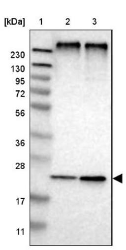 Western Blot: MPDU1 Antibody [NBP1-84570] - Lane 1: Marker [kDa] 230, 130, 95, 72, 56, 36, 28, 17, 11<br/>Lane 2: Human cell line RT-4<br/>Lane 3: Human cell line U-251MG sp