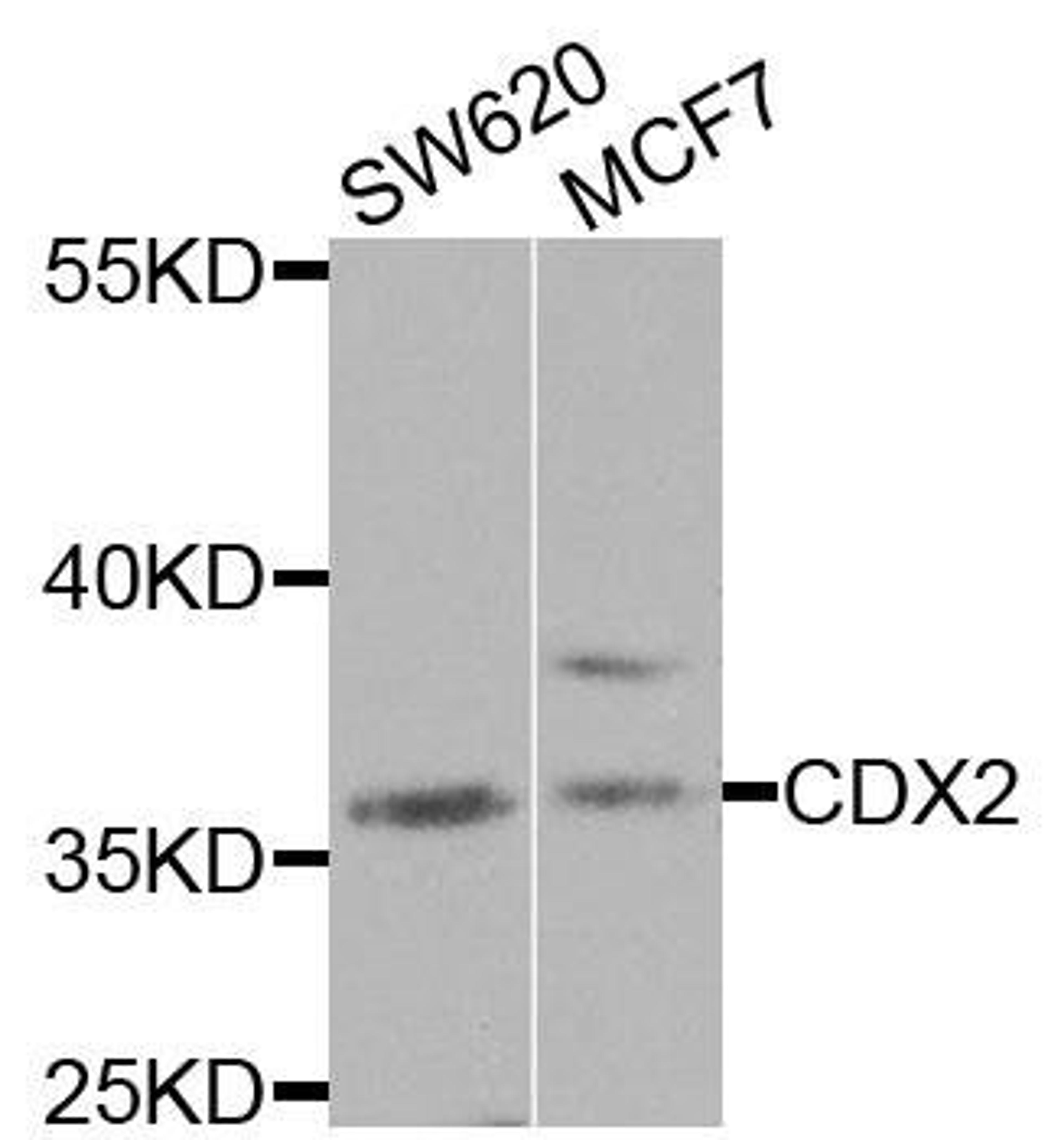 Western blot analysis of extracts of various cells using CDX2 antibody