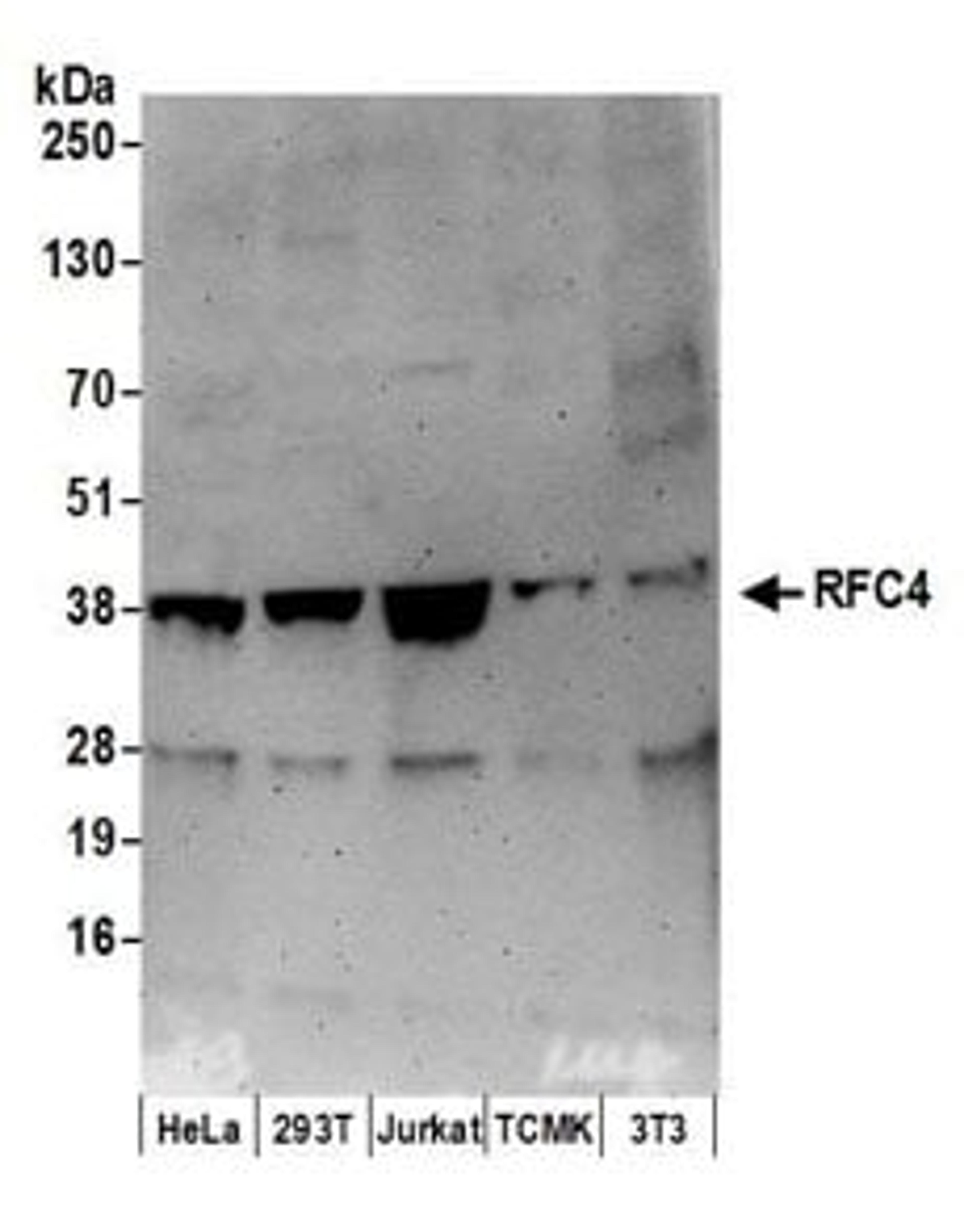 Detection of human and mouse RFC4 by western blot.