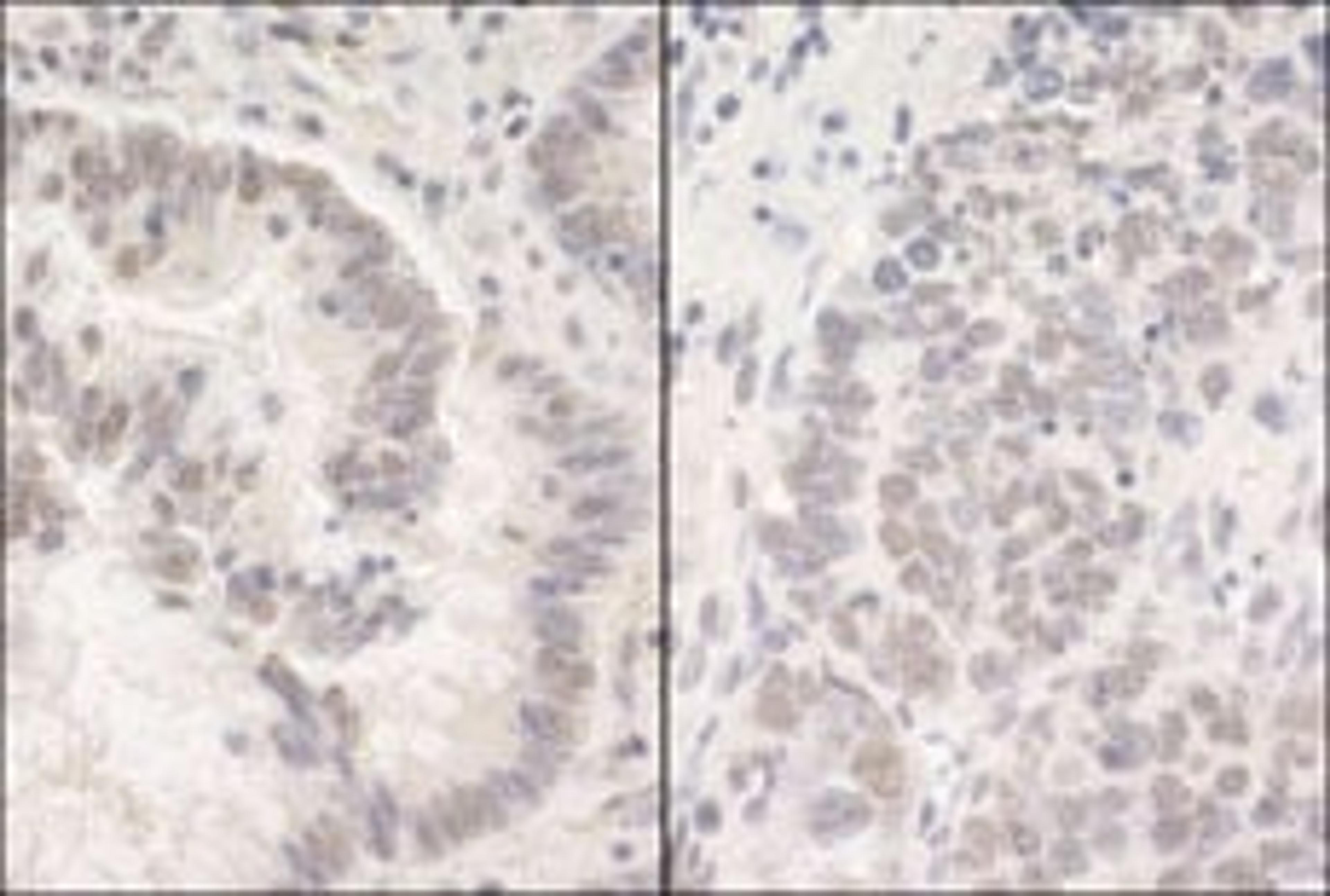 Detection of human and mouse PUF60 by immunohistochemistry.