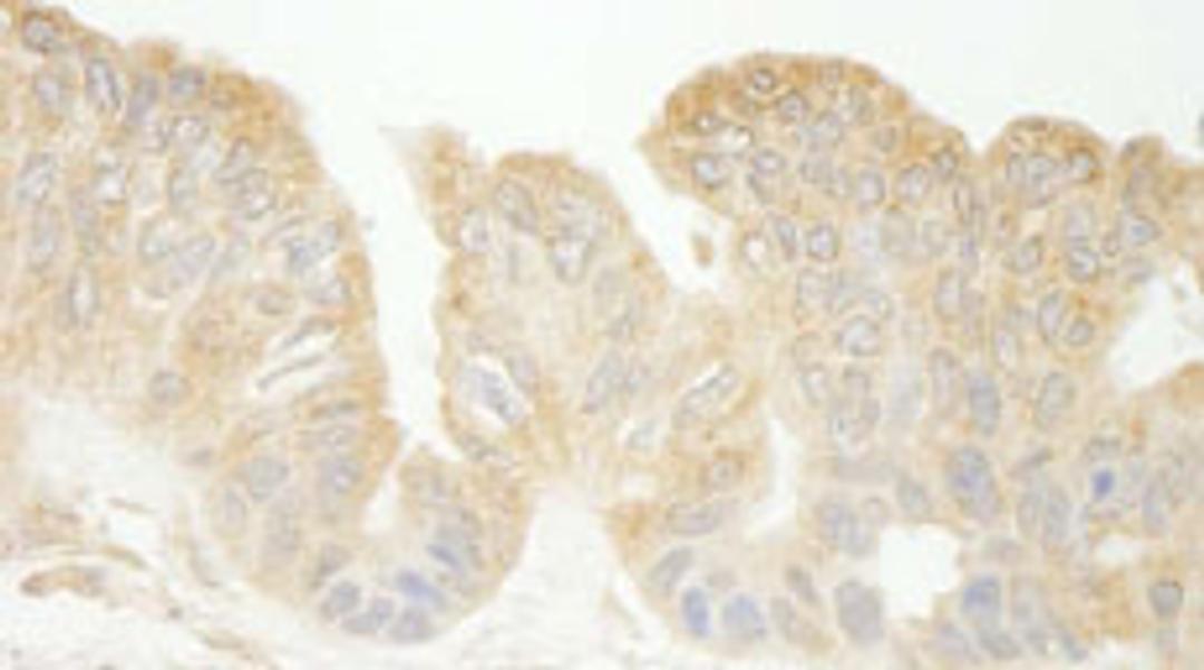 Detection of human Sec23IP(MSTP053) by immunohistochemistry.