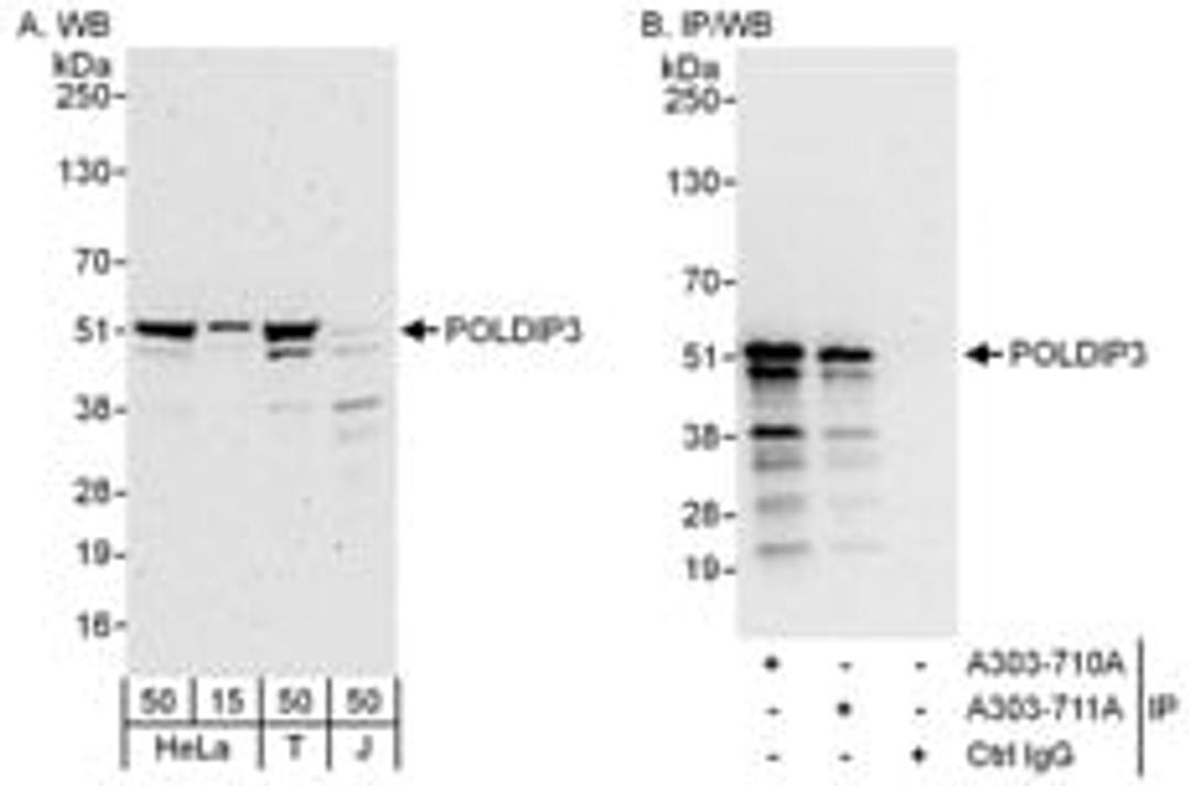 Detection of human POLDIP3 by western blot and immunoprecipitation.