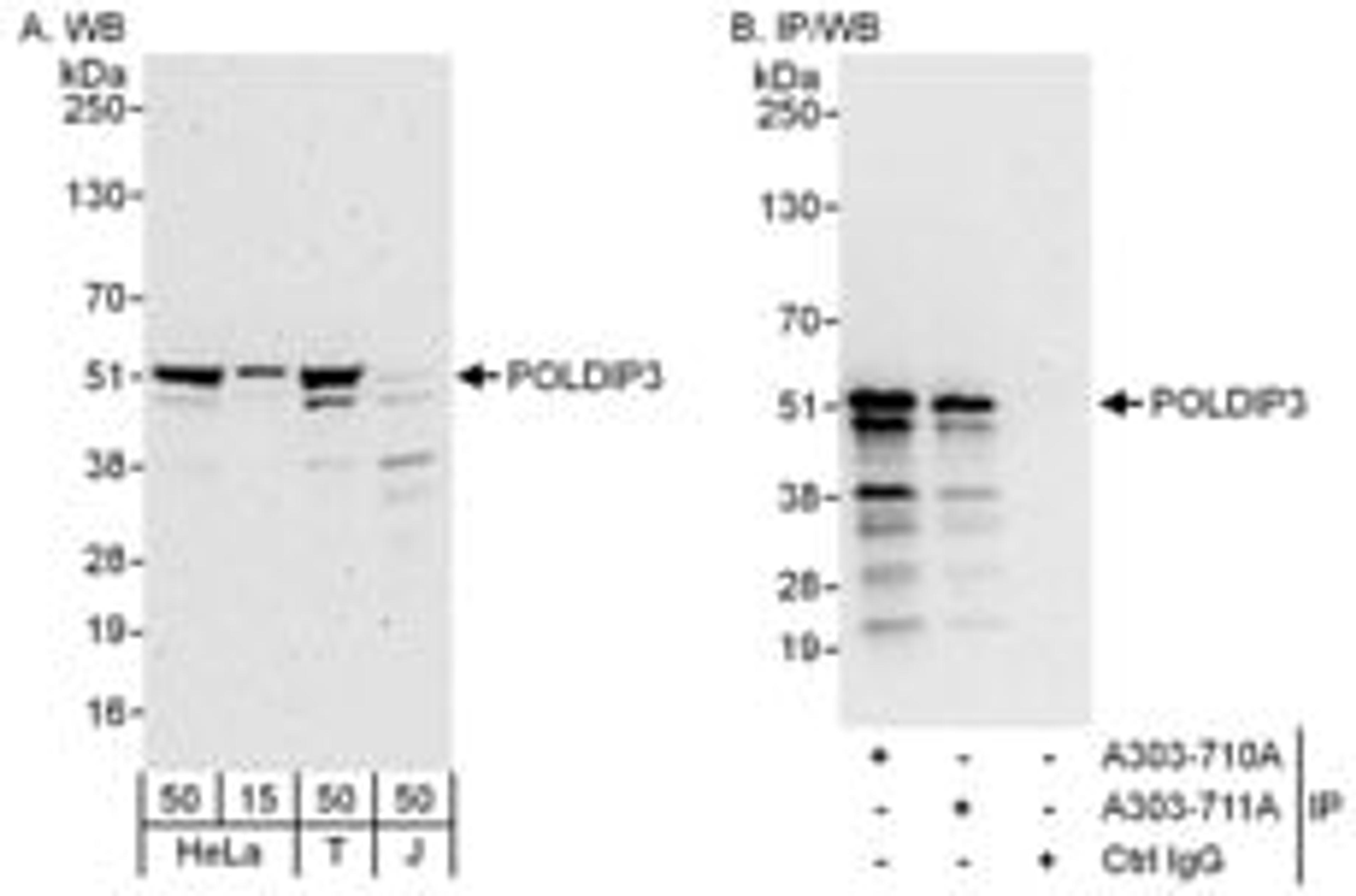 Detection of human POLDIP3 by western blot and immunoprecipitation.