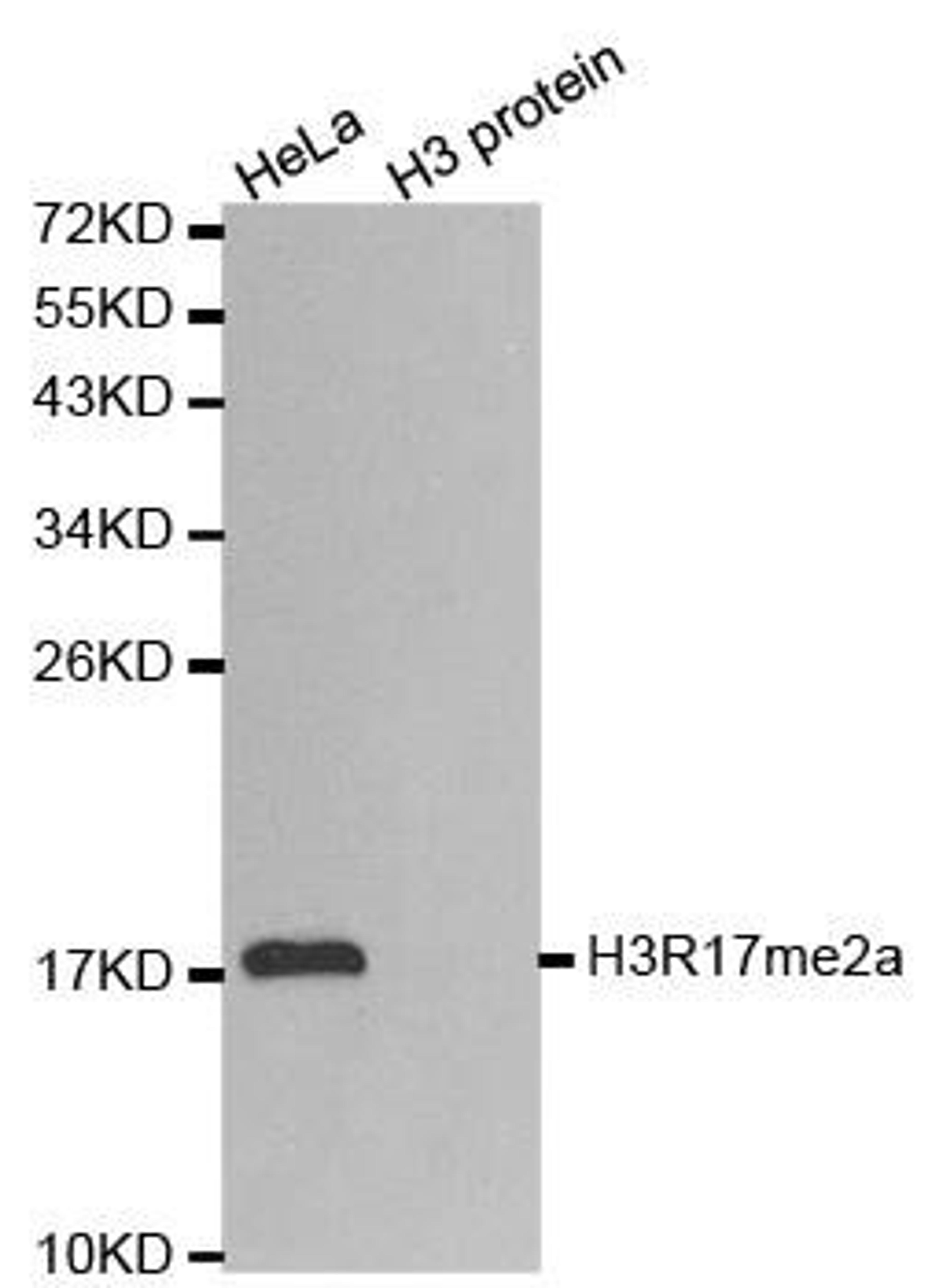 Western blot analysis of extracts of HeLa cell line and H3 protein expressed in E.coli using Histone Histone H3R17me2a antibody