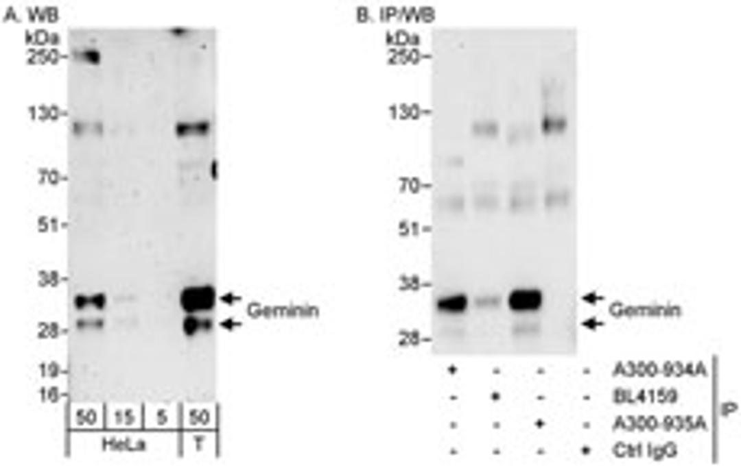 Detection of human Geminin by western blot and immunoprecipitation.