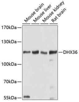 Western blot - DHX36 antibody (A5191)