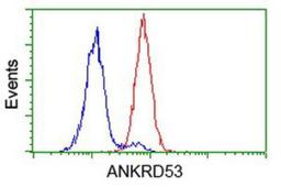 Flow Cytometry: ANKRD53 Antibody (1E1) [NBP2-00520] - Analysis of Hela cells, using anti-ANKRD53 antibody, (Red), compared to a nonspecific negative control antibody (Blue).