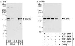 Detection of human CEP97 by western blot and immunoprecipitation.