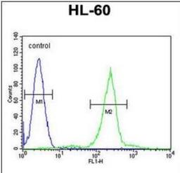 Flow Cytometry: Complement Component C1qC Antibody [NBP2-30024] - Flow cytometric analysis of HL-60 cells (right histogram) compared to a negative control cell (left histogram).FITC-conjugated goat-anti-rabbit secondary antibodies were used for the analysis.