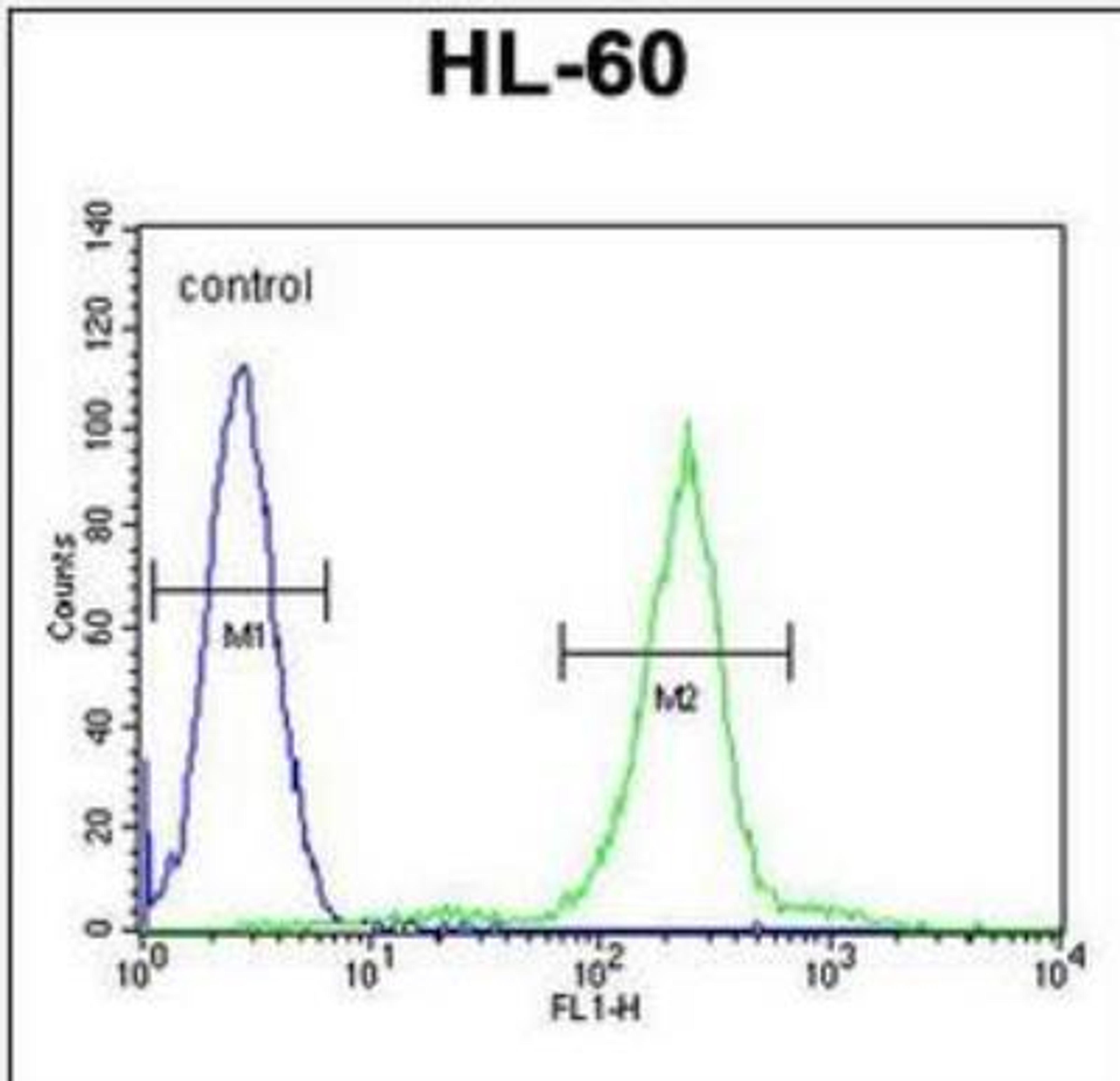 Flow Cytometry: Complement Component C1qC Antibody [NBP2-30024] - Flow cytometric analysis of HL-60 cells (right histogram) compared to a negative control cell (left histogram).FITC-conjugated goat-anti-rabbit secondary antibodies were used for the analysis.