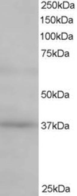 46-280 staining (0.5ug/ml) of Human Kidney lysate (RIPA buffer, 35ug total protein per lane). Primary incubated for 1 hour. Detected by chemiluminescence.