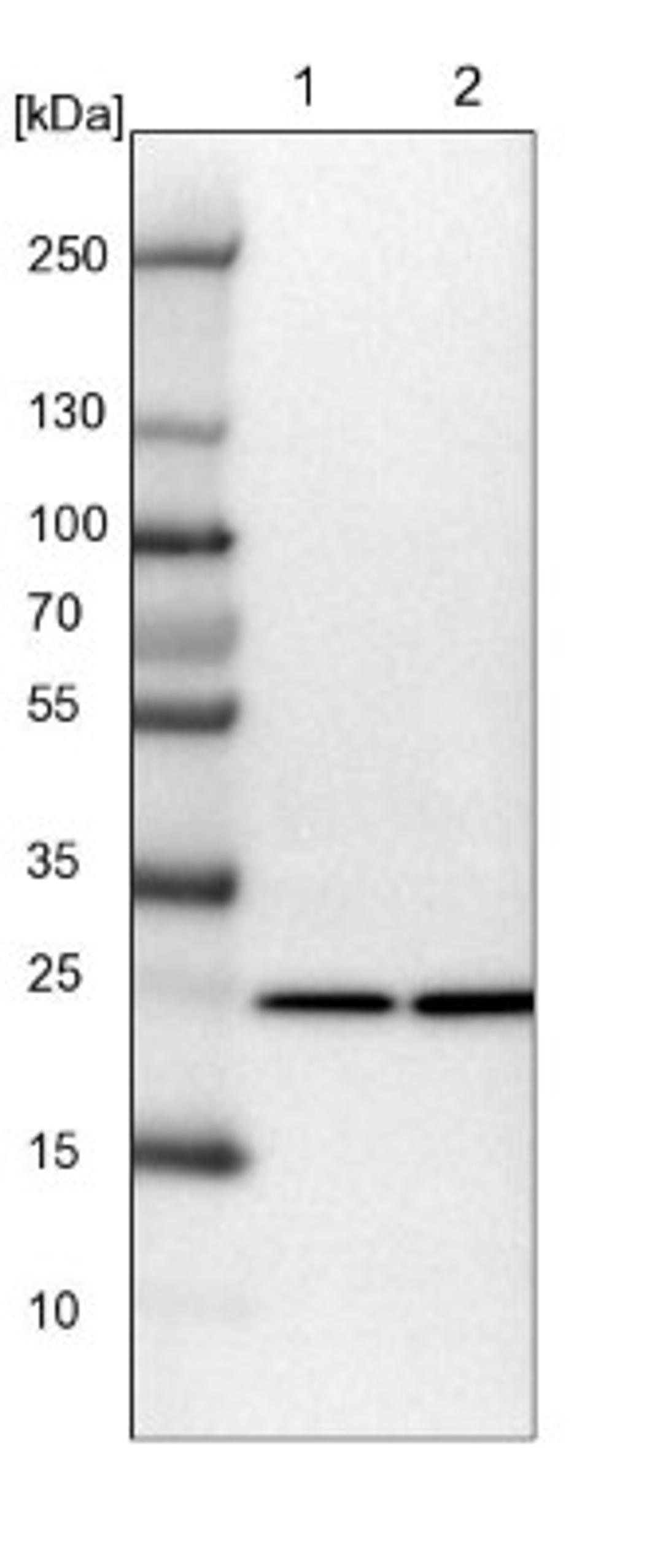 Western Blot: GCH1 Antibody [NBP1-84949] - Lane 1: NIH-3T3 cell lysate (Mouse embryonic fibroblast cells)<br/>Lane 2: NBT-II cell lysate (Rat Wistar bladder tumour cells)