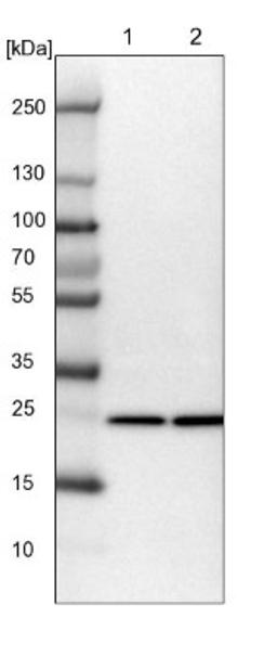 Western Blot: GCH1 Antibody [NBP1-84949] - Lane 1: NIH-3T3 cell lysate (Mouse embryonic fibroblast cells)<br/>Lane 2: NBT-II cell lysate (Rat Wistar bladder tumour cells)