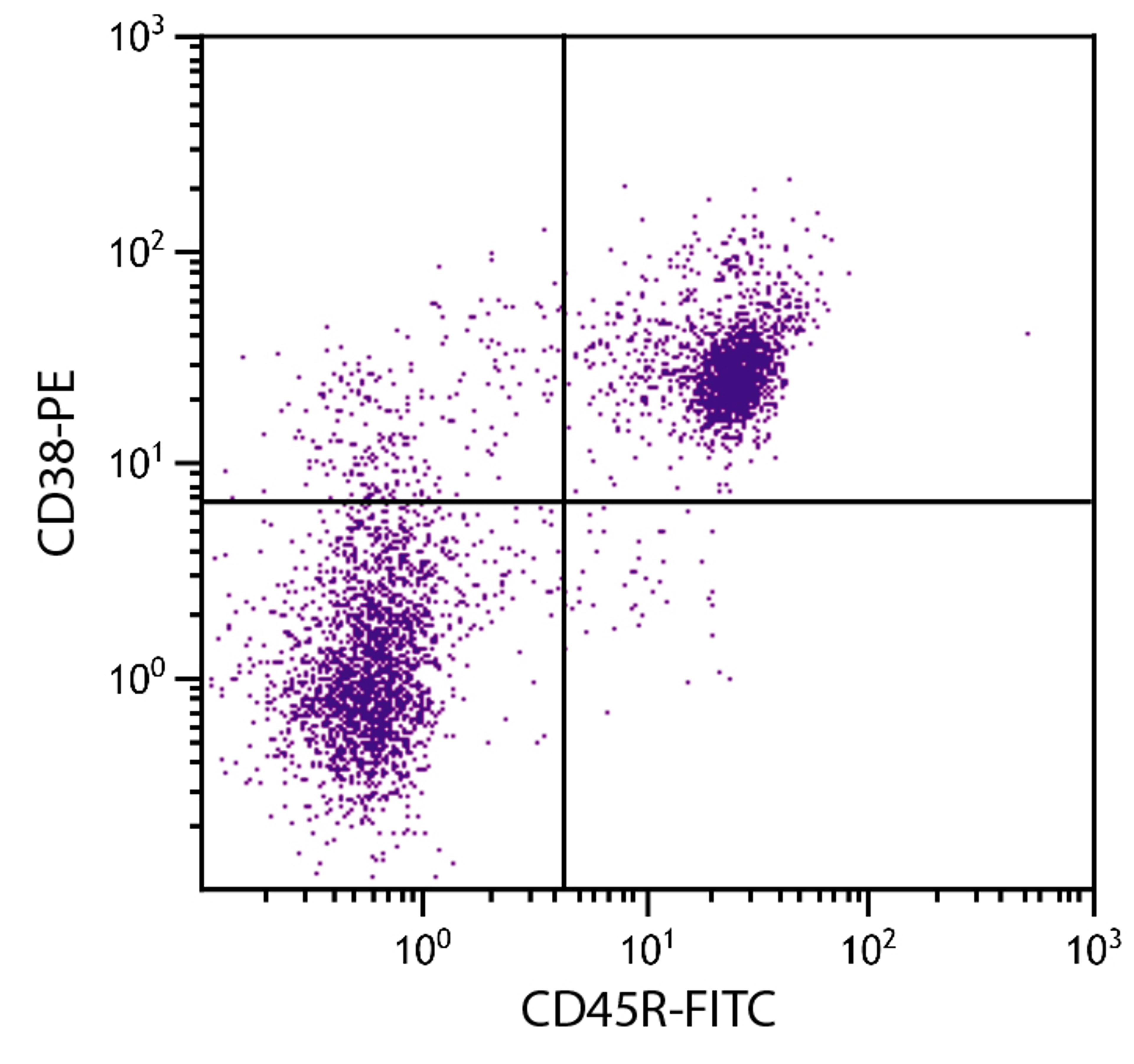 BALB/c mouse splenocytes were stained with Rat Anti-Mouse CD38-PE (Cat. No. 98-751) and Rat Anti-Mouse CD45R-FITC .