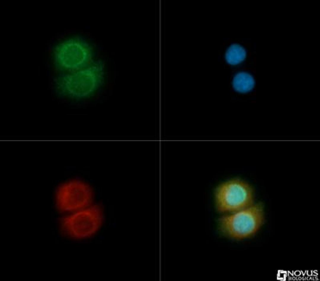 Immunocytochemistry/Immunofluorescence: TOM70 Antibody [NB110-58347] - TOM70 antibody was tested in MCF7 cells with Dylight 488 (green). Nuclei and alpha-tubulin were counterstained with DAPI (blue) and Dylight 550 (red).