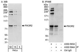 Detection of human PIK3R2 by western blot and immunoprecipitation.