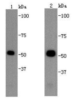 Western blot analysis of NIH/3T32(lane 1) Hela(Lane 2) cells using beta-tubulin antibody