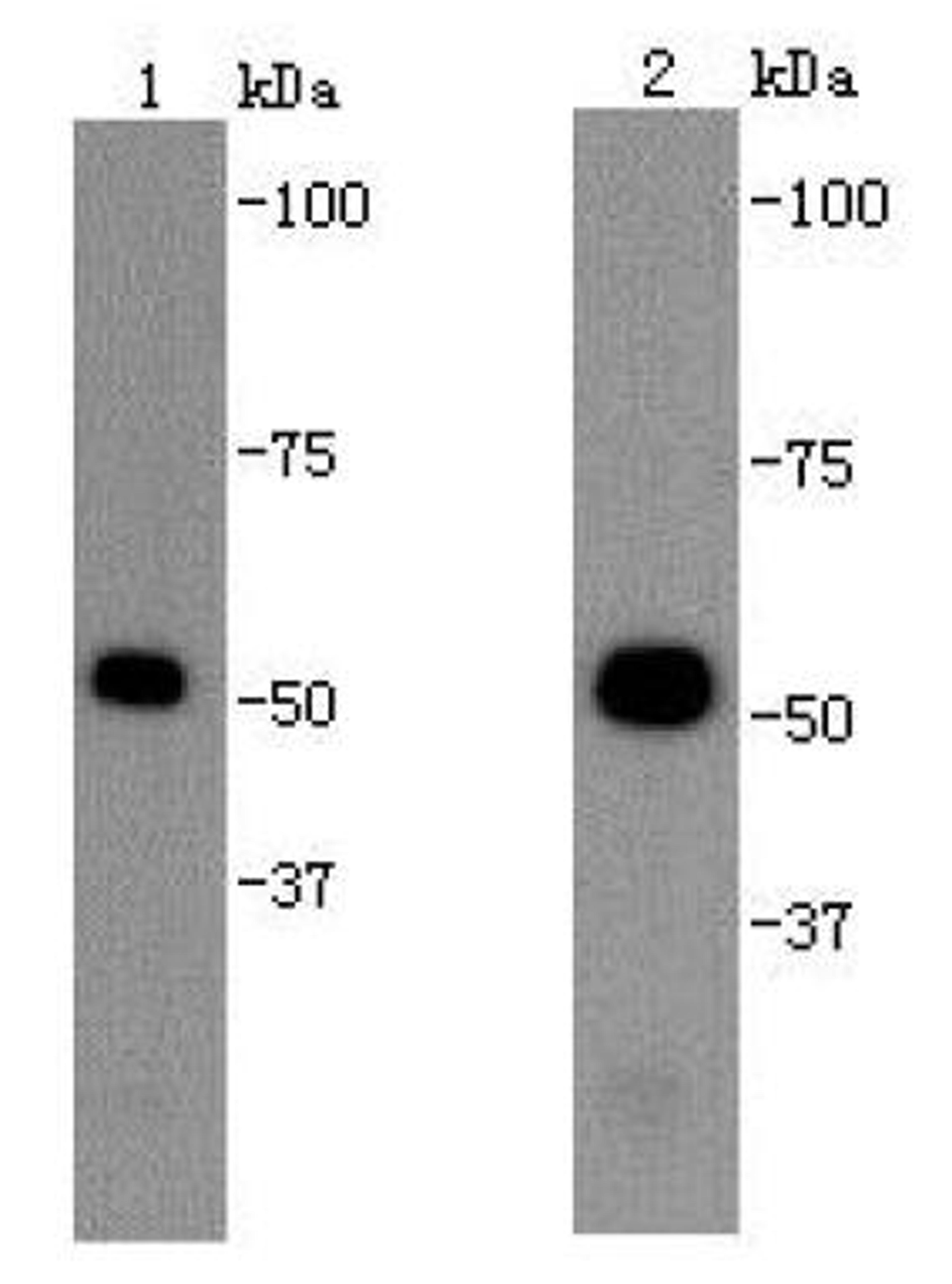 Western blot analysis of NIH/3T32(lane 1) Hela(Lane 2) cells using beta-tubulin antibody