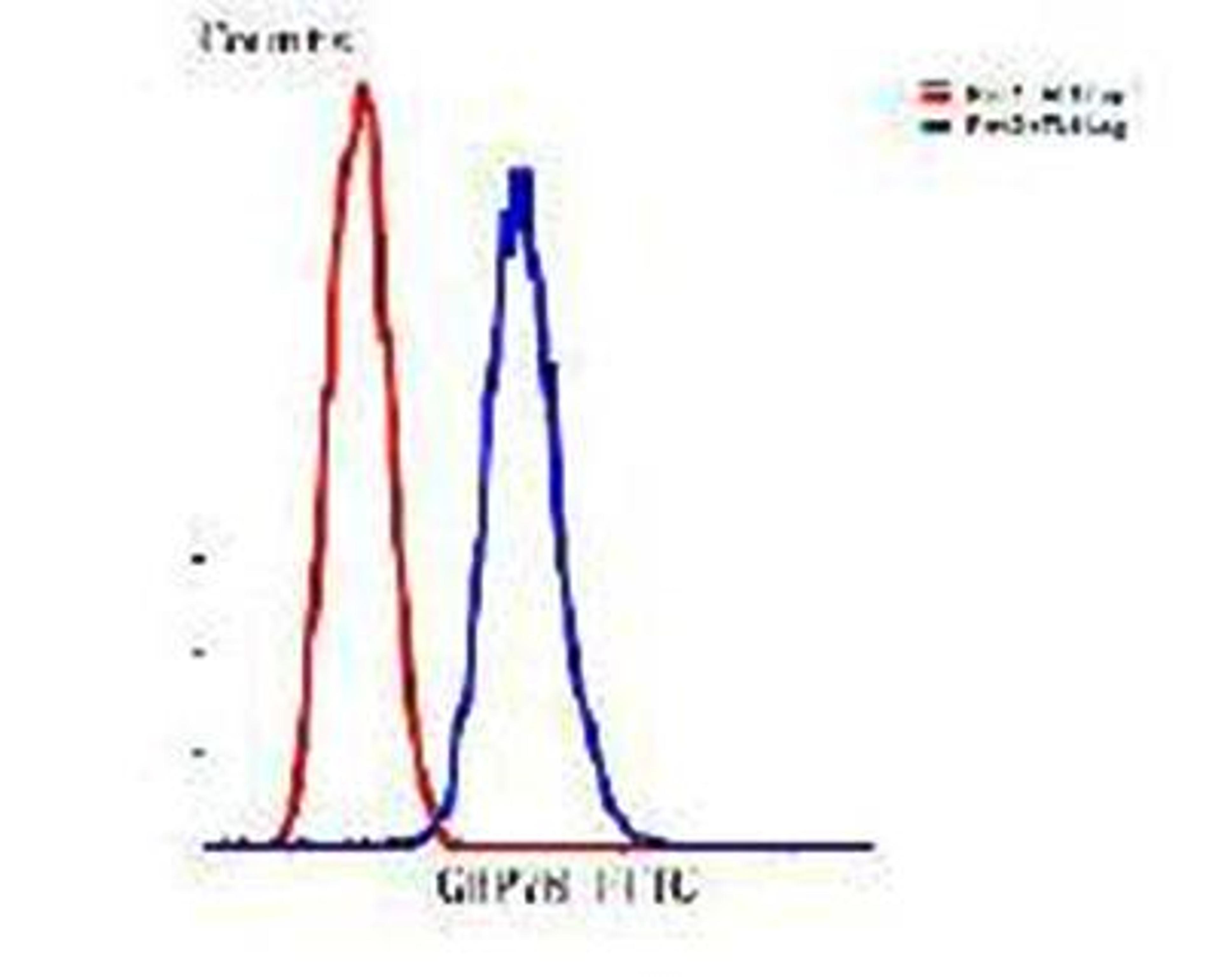 Flow cytometric analysis of HepG2 cells using GRP78 antibody