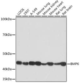 Western blot - BMP6 Rabbit mAb (A4538)