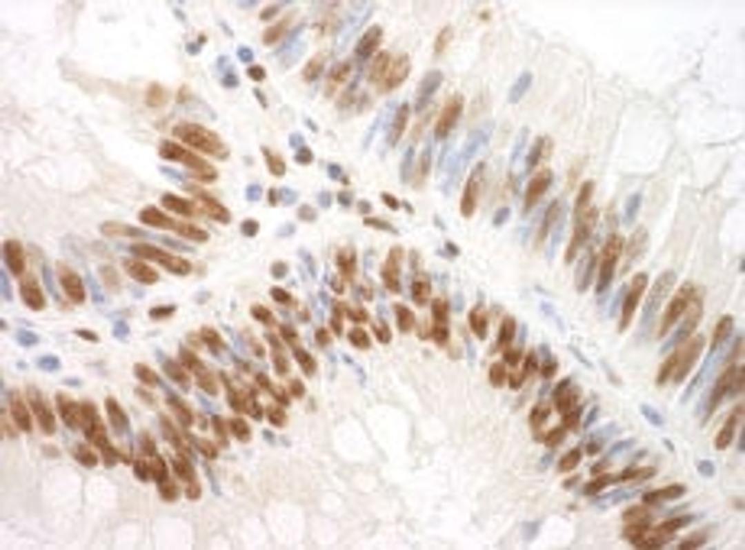 Detection of human SF3A3 by immunohistochemistry.